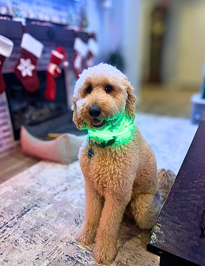 PET LED GLOW SAFETY NECKLACE